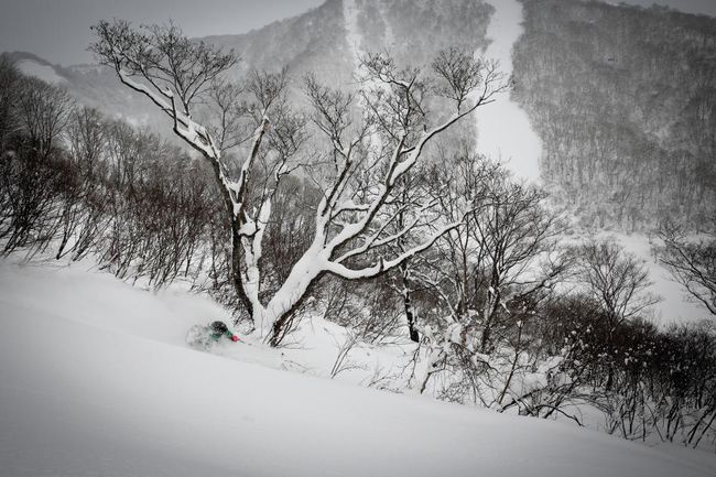 Niseko Powder Skiing.jpg