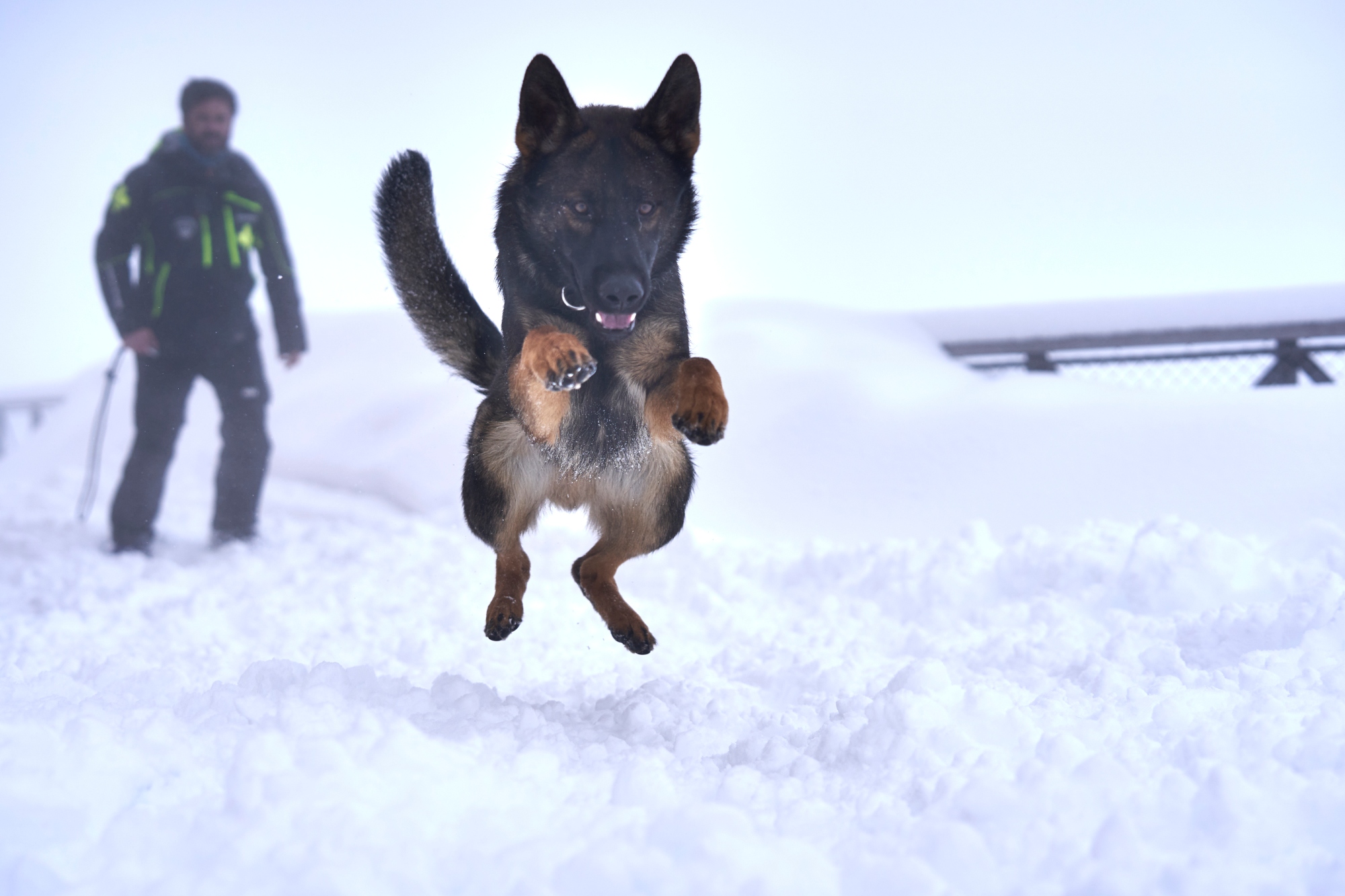 chamonix-ski-patrol-dogs