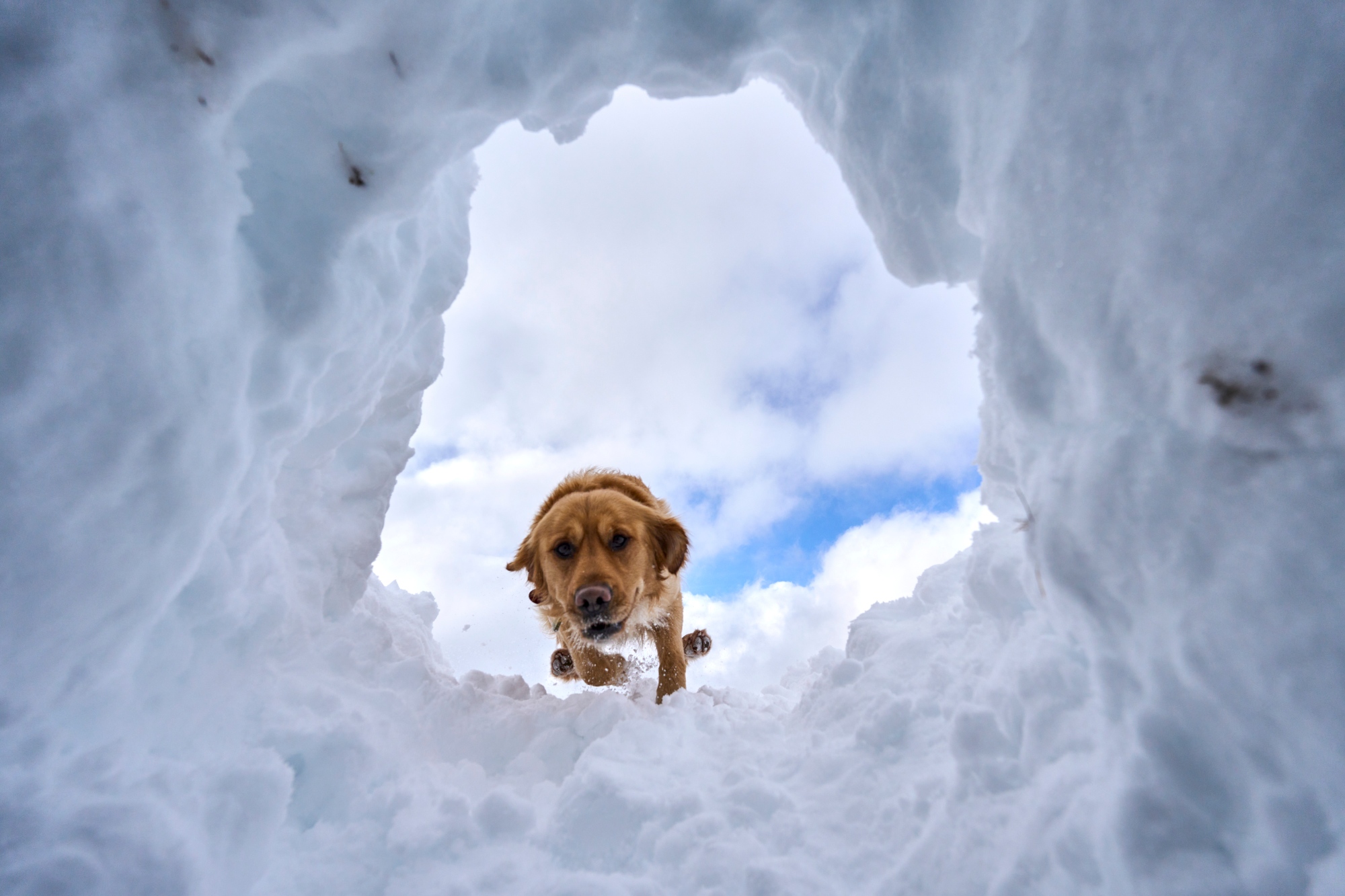 chamonix-ski-patrol-dogs