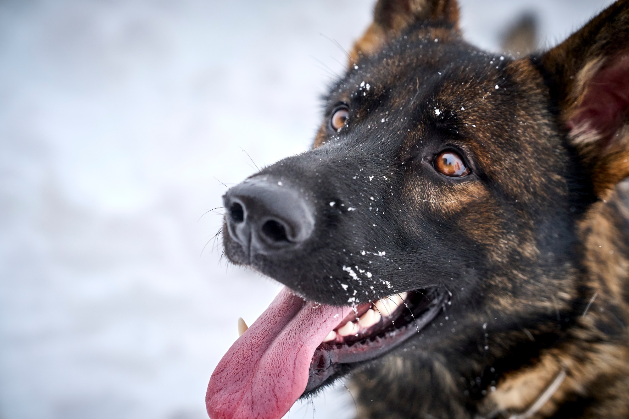 chamonix-ski-patrol-dogs
