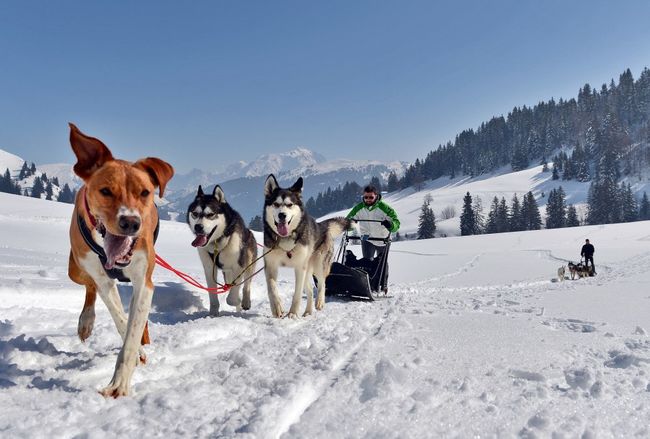 Chiens de traineau_La Giettaz en Aravis_© J-P. NOISILLIER - nuts.fr.jpg