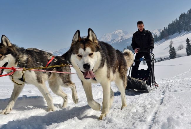 Dog sledding in La Giettaz en Aravis © J.P. NOISILLIER.jpg