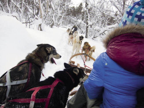 Families will enjoy dog-sledding in Are, Sweden dogsled Are Sweden CREDIT Fredrik Broman