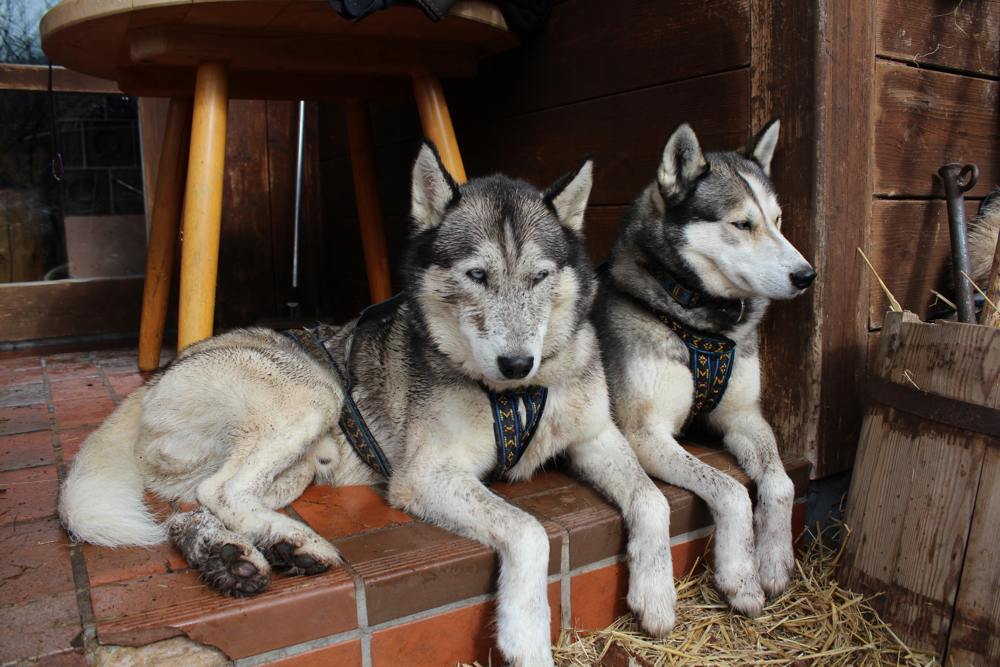 friendly Husky dogs