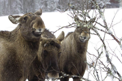 Visit a moose farm in Are, Sweden Moose Sweden Are