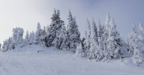 Snow-laden trees on top of Tod Mountain, Canada Sun Peaks Snow Whistler Canada