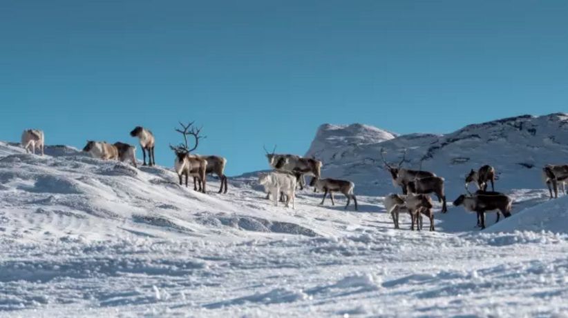 Are, Sweden, reindeer edit.jpg