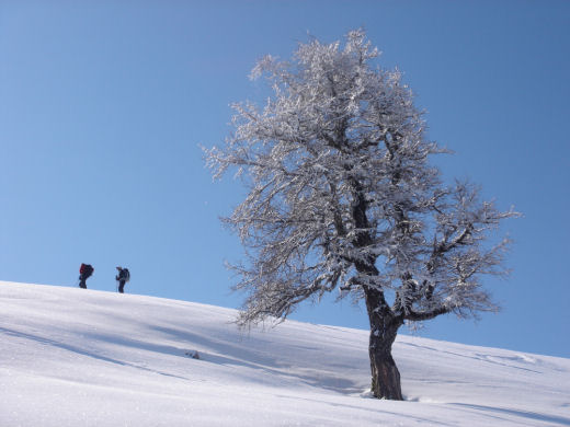 frozen tree Chamonix France