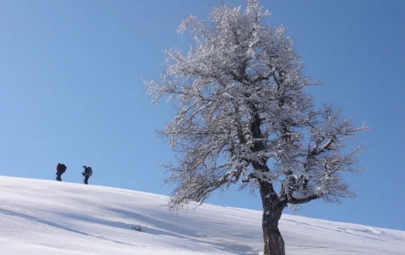 2564 frozen tree chamonix