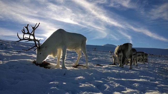 Cairngorm reindeer centre.jpg