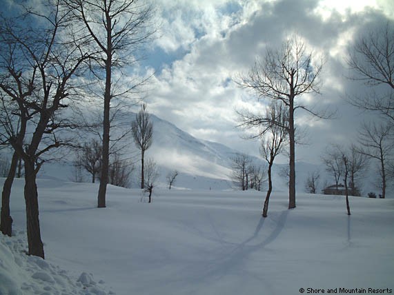 cedars trees