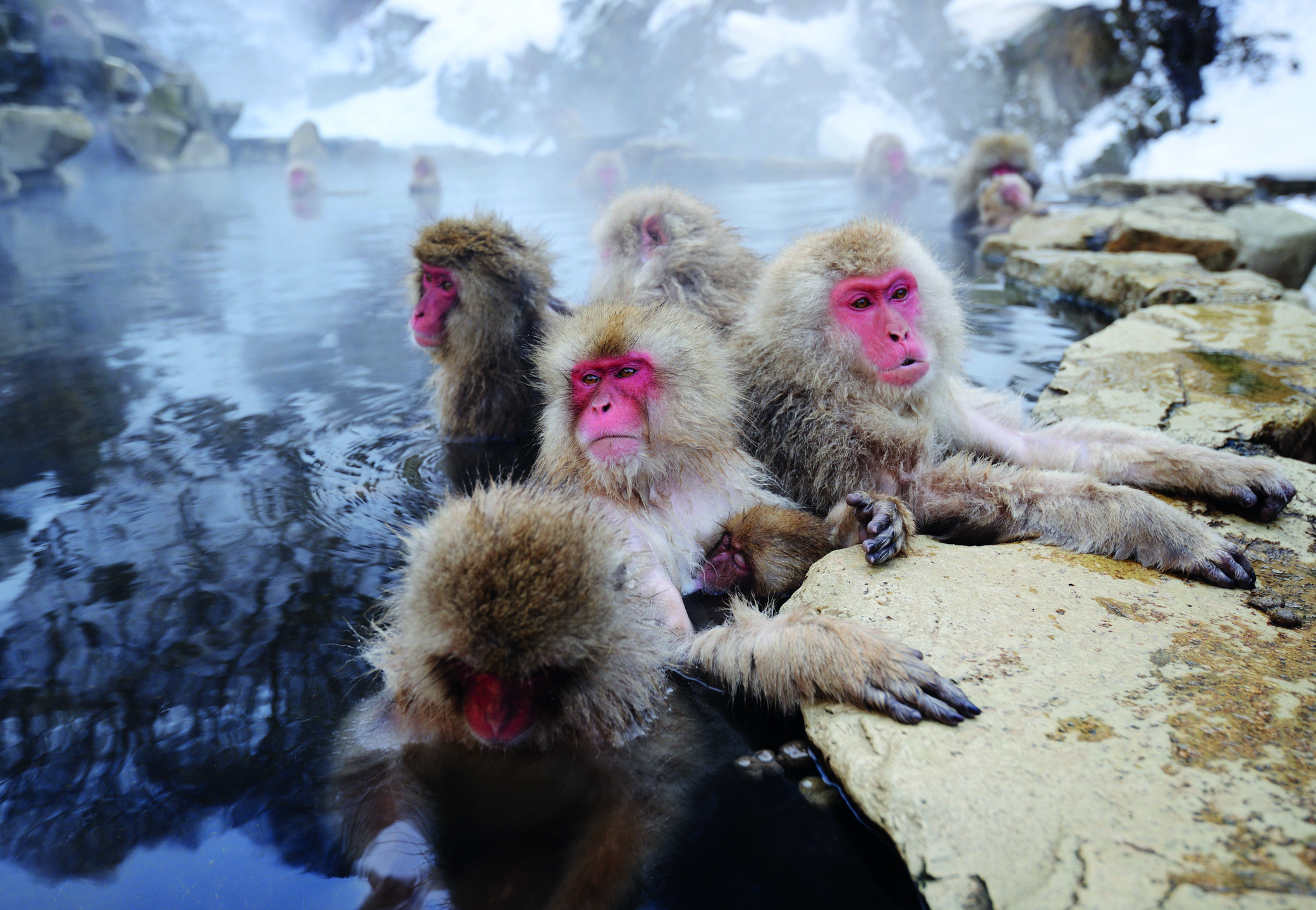 Hakuba Snow Monkeys hot pool.jpg