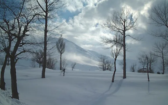 cedars trees