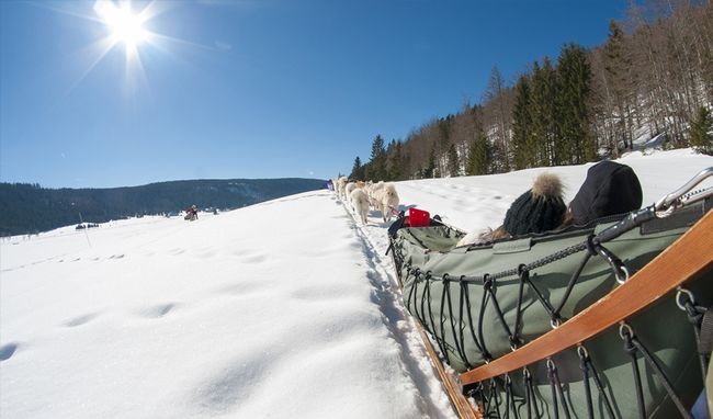 Take a dogsled ride in Isère © B.Becker.jpg