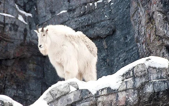 mountain goat