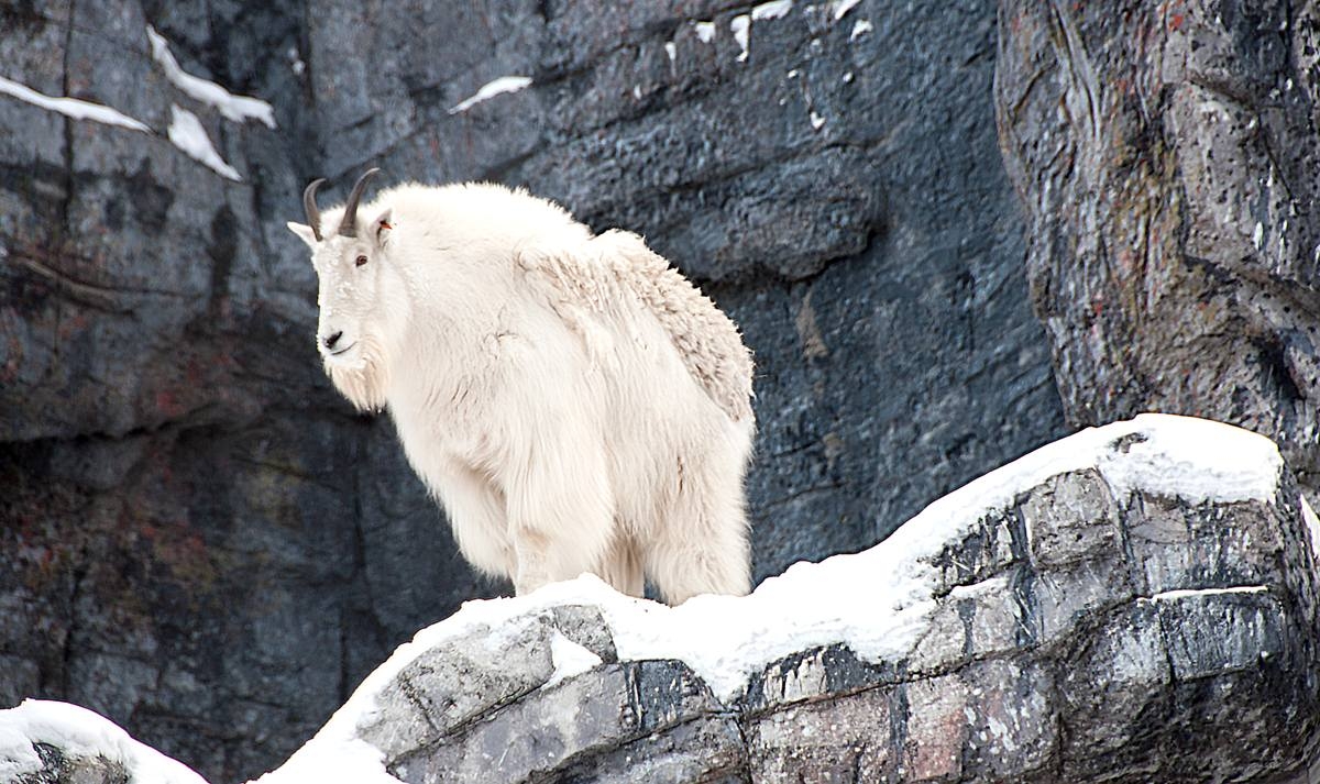 mountain goat