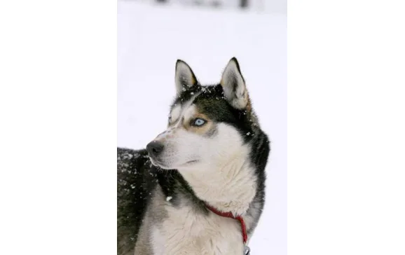 salla 570880 husky