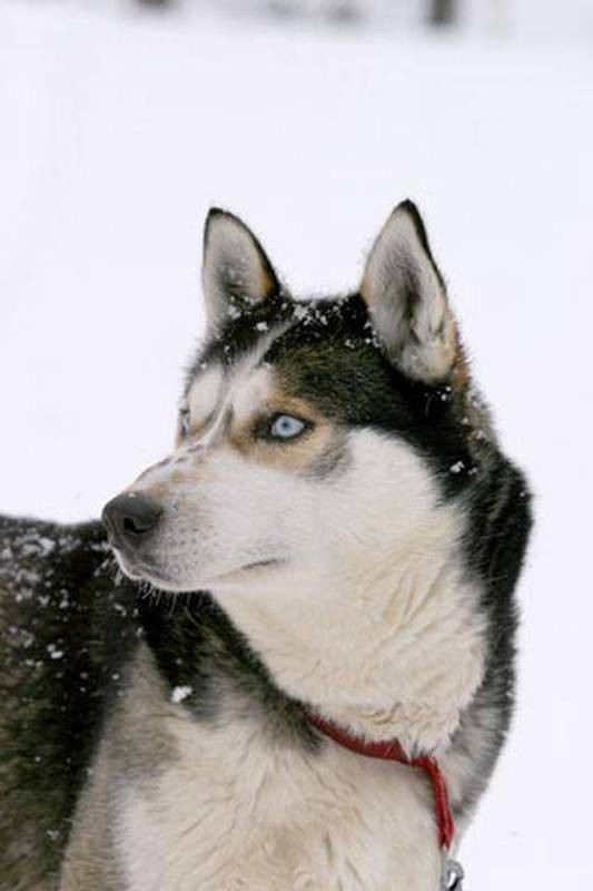 salla 570880 husky