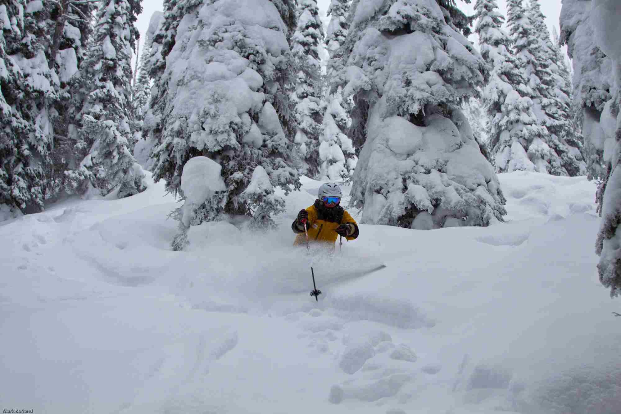 in the ghost trees of whitefish by mark borland